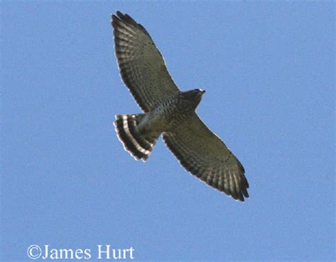 tennessee watchable wildlife broad winged hawk habitat forest