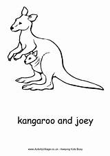 Kangaroo Joey Colouring Activityvillage sketch template