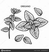 Oregano Plantas Medicinales Dibujar Orégano Imágenes Gráfico Sistema sketch template