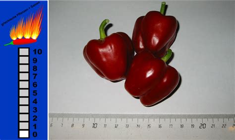 mini paprika suess rund rot miniature red