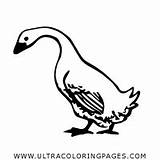 Ganso Goose Colorir Oca Pato Anatra Charlottes Ultracoloringpages Webstockreview sketch template