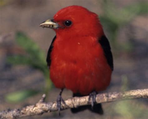 american songbirds evolve  forests