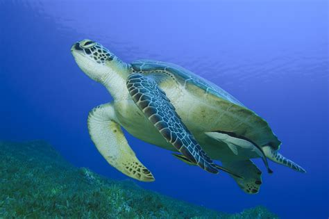 everglades reptile spotlight sea turtle captain mitchs everglades airboat rides