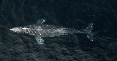 beautiful drone video shows pod   gray whales migrating  monterey bay
