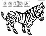 Zebra Coloring Pages Book Print Colouring Coloringway sketch template