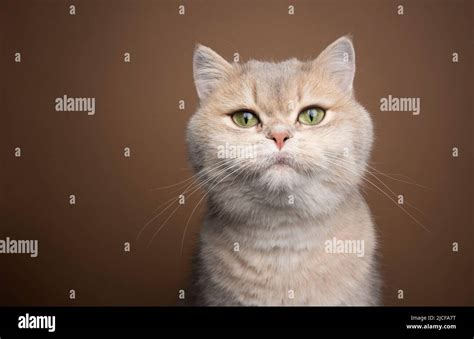 honey blue golden shaded british shorthair cat  green eyes portrait