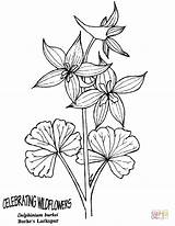 Larkspur Burke Wildflower sketch template