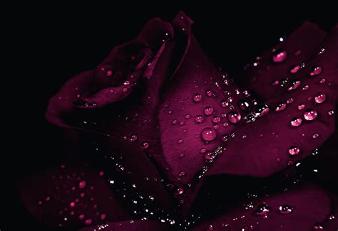 deep pink high quality  resolution wallpapers