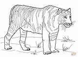 Tiger Coloring Pages Tooth Saber Printable Tigers Color Bengal Duck Realistic Outline Sabre Print Drawing Book Kids Version Getcolorings Template sketch template