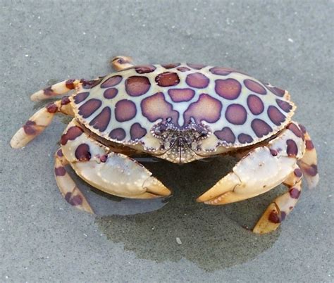 rock crab crab decapoda dungeness crab porn pic eporner