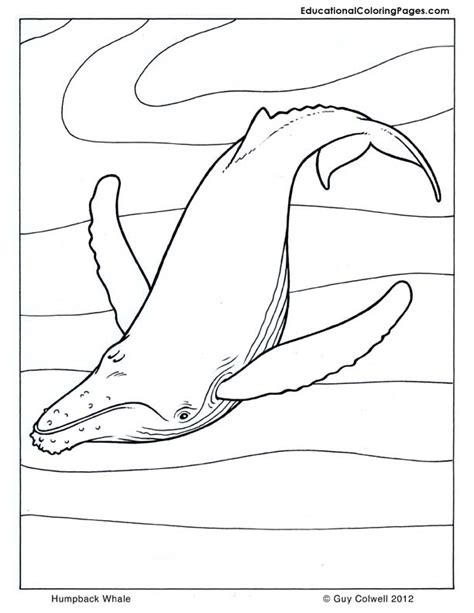 humpback whale whale coloring pages animal coloring pages coloring