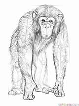 Chimpanzee Draw Drawing Step Tutorials Gibbon sketch template