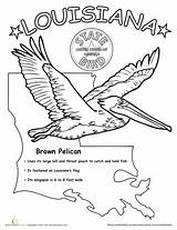 Louisiana State Bird Worksheets Coloring Kids Worksheet Grade Flower First Education Pages Pelican Brown Science Crawfish Choose Board Printable Birds sketch template
