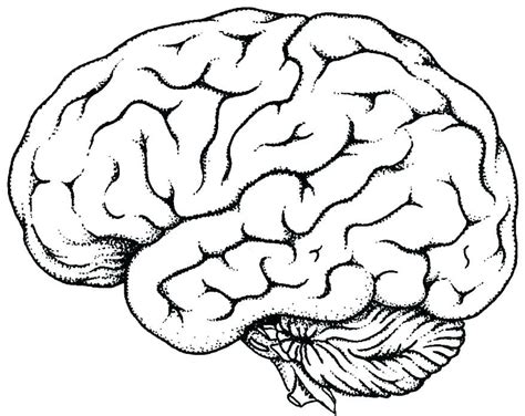 brain coloring pages  print learning   read