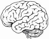 Cerebro Gehirn Anatomy Pegatinas sketch template