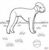 Bedlington Terrier Coloriage Russell Russel Dessin Supercoloring Terier Imprimer Drukuj sketch template