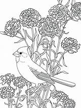Coloring Flowers Pages Bird Beautiful Birds Cardinal Printable Among Color Blue Pretty Bonnet Drawing Sheet Flower Getdrawings Print Getcolorings Luna sketch template