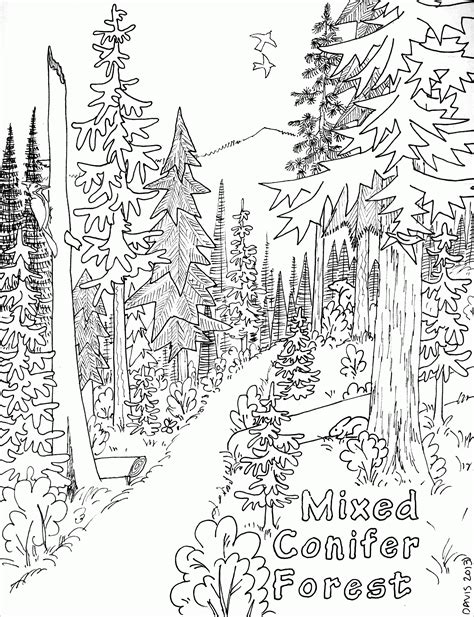 coloring pages  forest coloring home