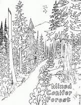 Coloring Forest Pages Nature Popular sketch template