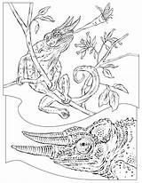 Coloring Pages Chameleon Jackson Reptiles Reptile Kids Animals Geographic National Books Colouring Animal Adult Designlooter Choose Board Popular Printable Chameleons sketch template