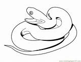 Ular Mewarnai Snakes Rattlesnake Hewan Kataucap Diamondback Terbaru Binatang Colorear Clipartmag sketch template