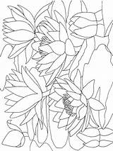 Coloring Lily Pages Water Calla Flower Color Getcolorings Getdrawings Printable Kids Colorings sketch template