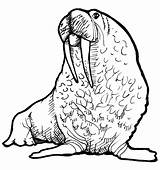 Walrus Coloring Drawing Clipart Pages Cliparts Printable Clip Drawings Face Getcolorings Library Color Favorites Add sketch template