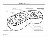 Centrioles Sketch Mitochondria Cell sketch template