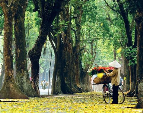 Tìm Hiểu Cảnh đẹp Mùa Thu ở Hà Nội đẹp đến Ngây Ngất
