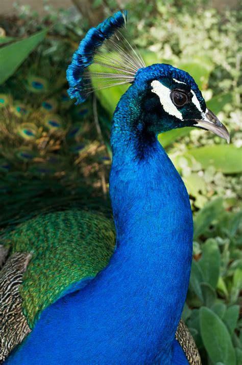 filemale peacock close upjpg
