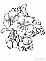 Hawthorn Coloring Flower Pages Flowers Drawing Plants Coloringonly Clipart Fiori Disegni Printable Library Clipartmag Blossom Advertisement Civil Sheets War Coloringpagebook sketch template