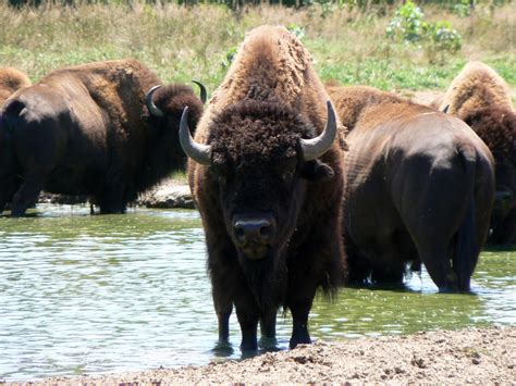 white wolf   montana range efforts  restore bison meet resistance