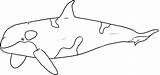 Whale Orca Whales sketch template