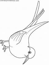 Tern Arctic Coloring Pages sketch template
