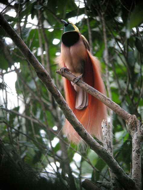 fileraggiana bird  paradise wild jpg wikimedia commons