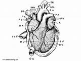 Coloring Anatomy Heart Pages Printable Kids Adults sketch template