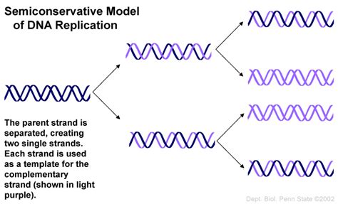 6 Dna Semi Conservative Replication Animation Biological Science