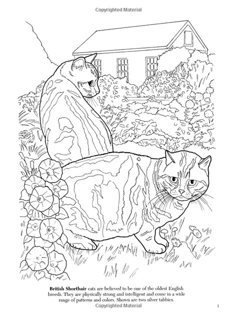cat lovers coloring book dover nature coloring book ruth soffer