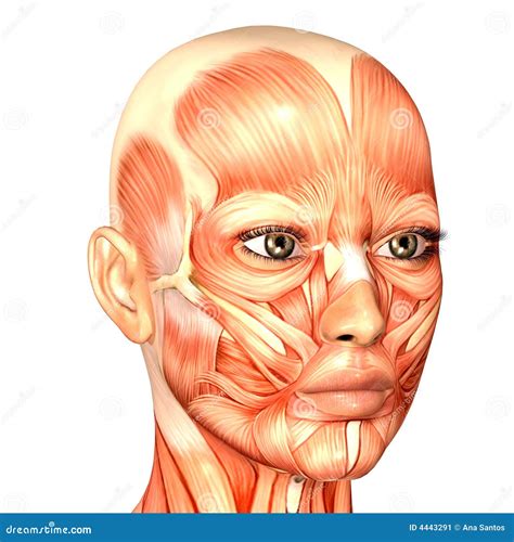 anatomy human face parts face human body anatomy face muscles