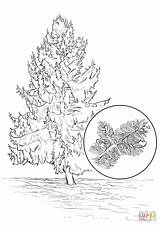 Sitka Fichte Ausmalbild Spruce Coloring sketch template