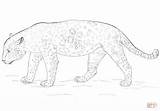 Jaguar Coloring Pages Drawing Printable sketch template