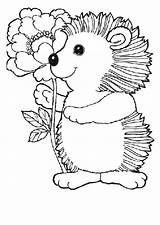 Hedgehog Coloring Pages Coloringpages1001 Cute Hedgehogs sketch template