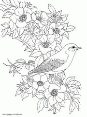 beautiful bird coloring pages picture   parrot  colour