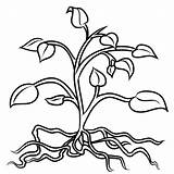 Roots Plant Coloring Pages Plants Clip Clipart Drawing Tree Flower Tomato Colouring Stem Root Flowers Cliparts Leaves Trees Printable Color sketch template