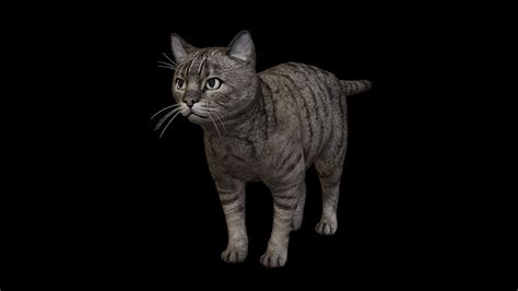 kitty cat 3d model cgtrader