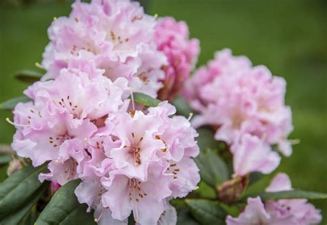 rhododendron care tips    grow  rhododendron bush