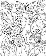 Coloring Butterfly Pages Adults Beautiful sketch template