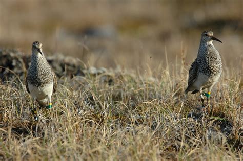 bird reproduction pectoral sandpiper travels thousands of kilometres for sex