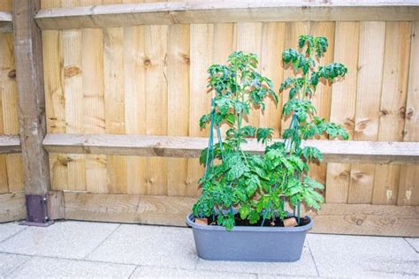 growing gardeners delight tomatoes garden diy blog