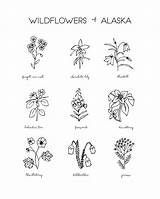 Wildflowers Wildflower sketch template